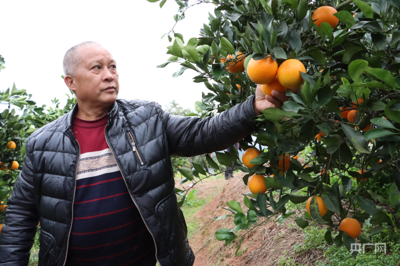 麻阳培育冰糖橙新品种，助力苗寨乡村振兴