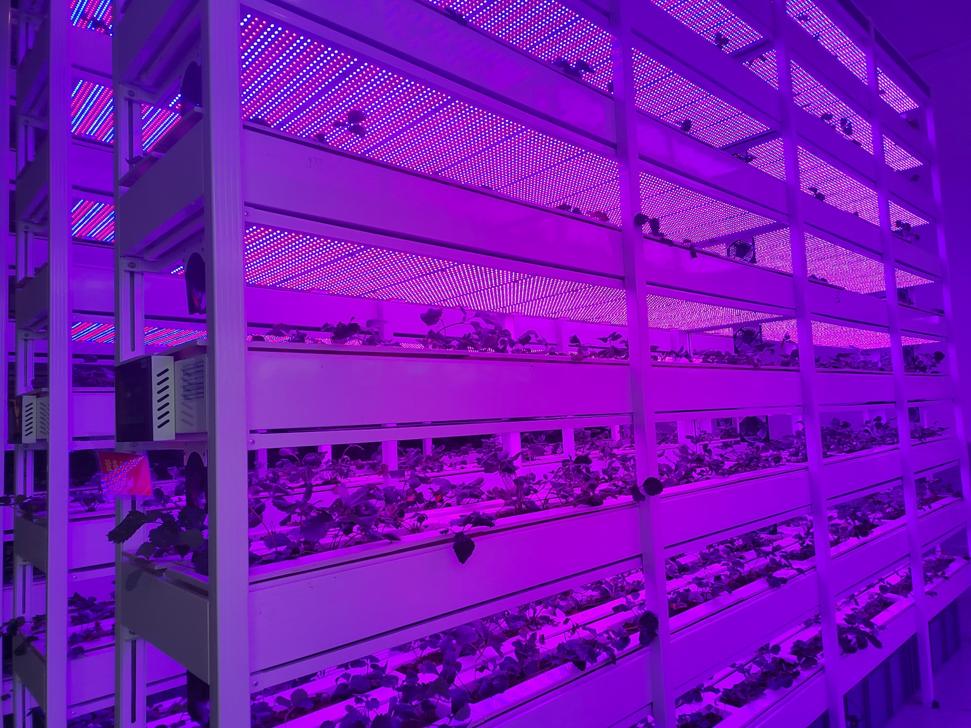 记者实探：世界首例无人化垂直植物工厂在成都投入使用