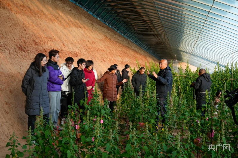 山西静乐：“中国藜麦之乡”的发展新图景