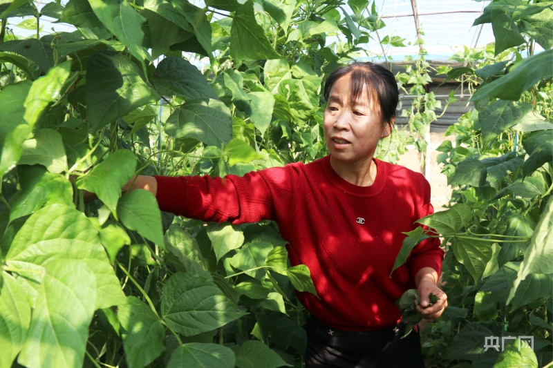 高质量发展看中国｜甘肃庆阳：设施农业丰富百姓“菜篮子”“果盘子”(图1)