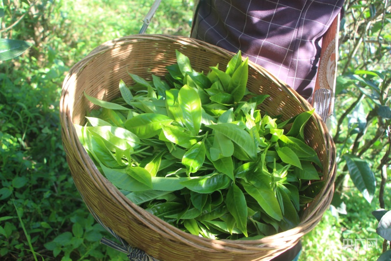 忙肺茶(央廣網發 永德縣融媒體中心供圖)