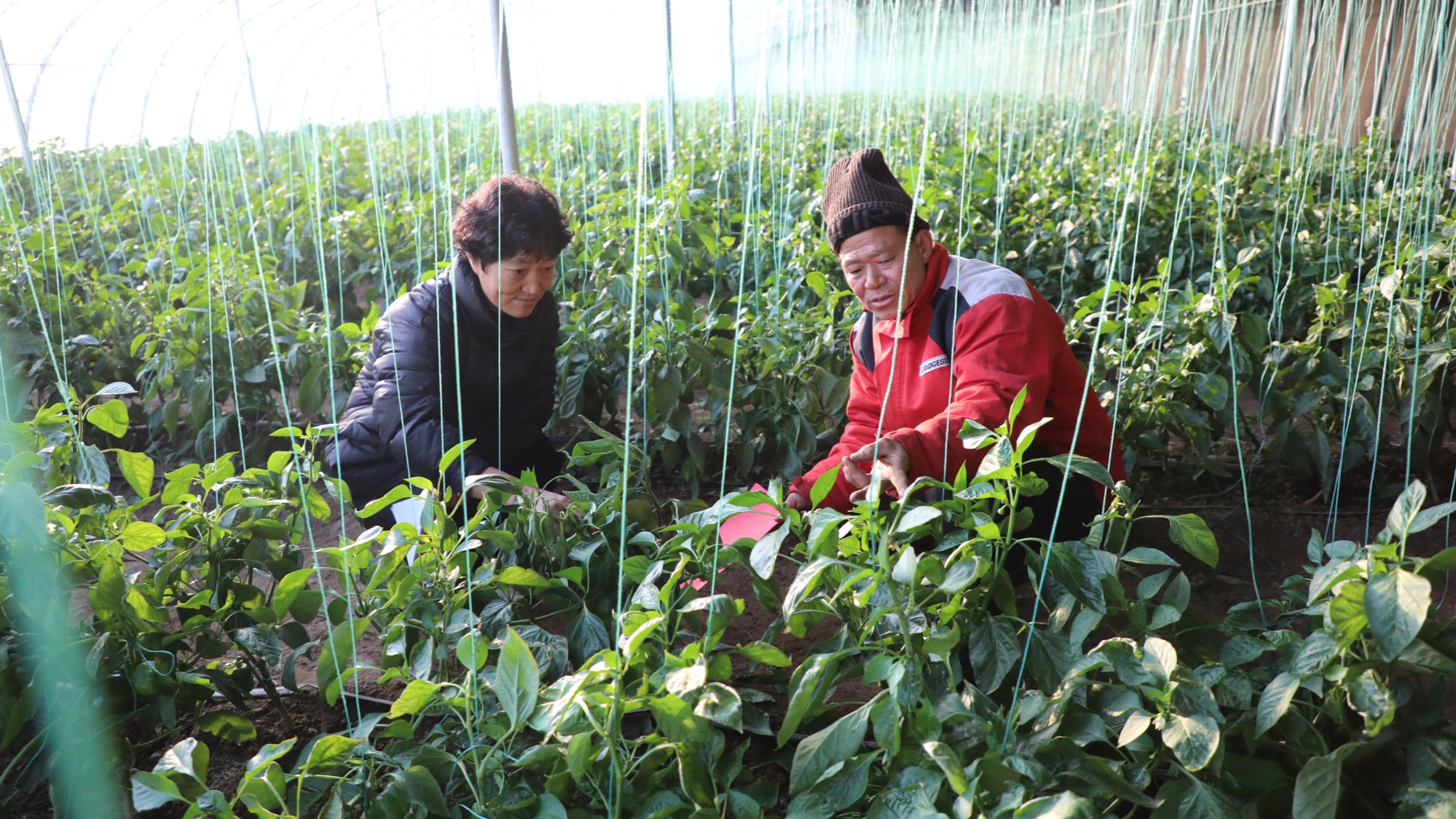 河北蠡县：农雷火电竞技服务送上门 雪后生产有保障(图2)