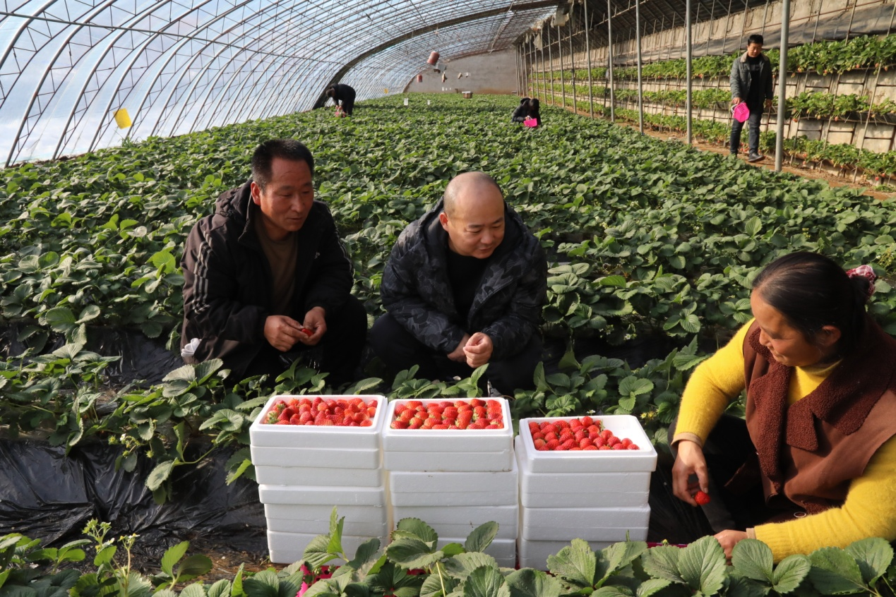 河北易县：金融扶持特色种植助农增收促振兴(图1)