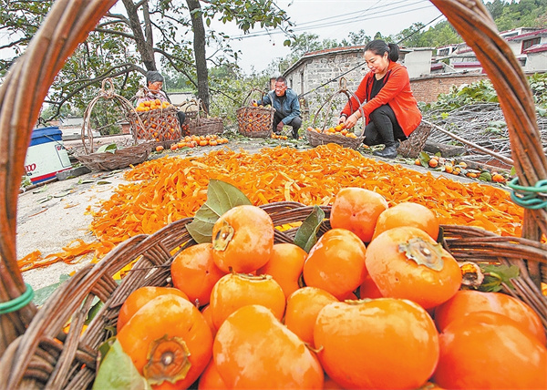 焦作市博爱县寨豁乡:柿子丰收采摘忙_央广网