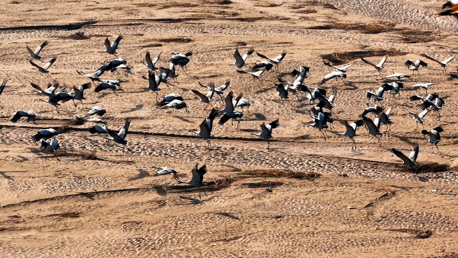 陕西大荔：群鸟翔集绘就生态画卷
