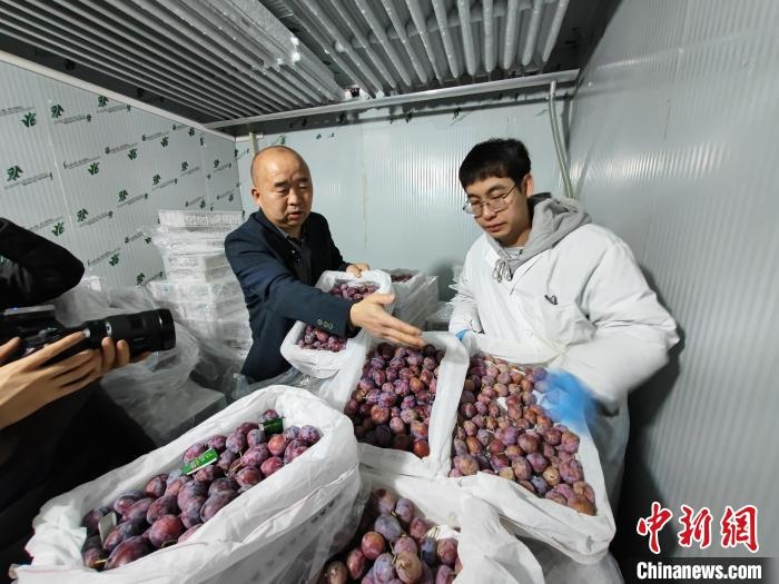 西梅保鲜新技术发布 果品贮存期延长至130天