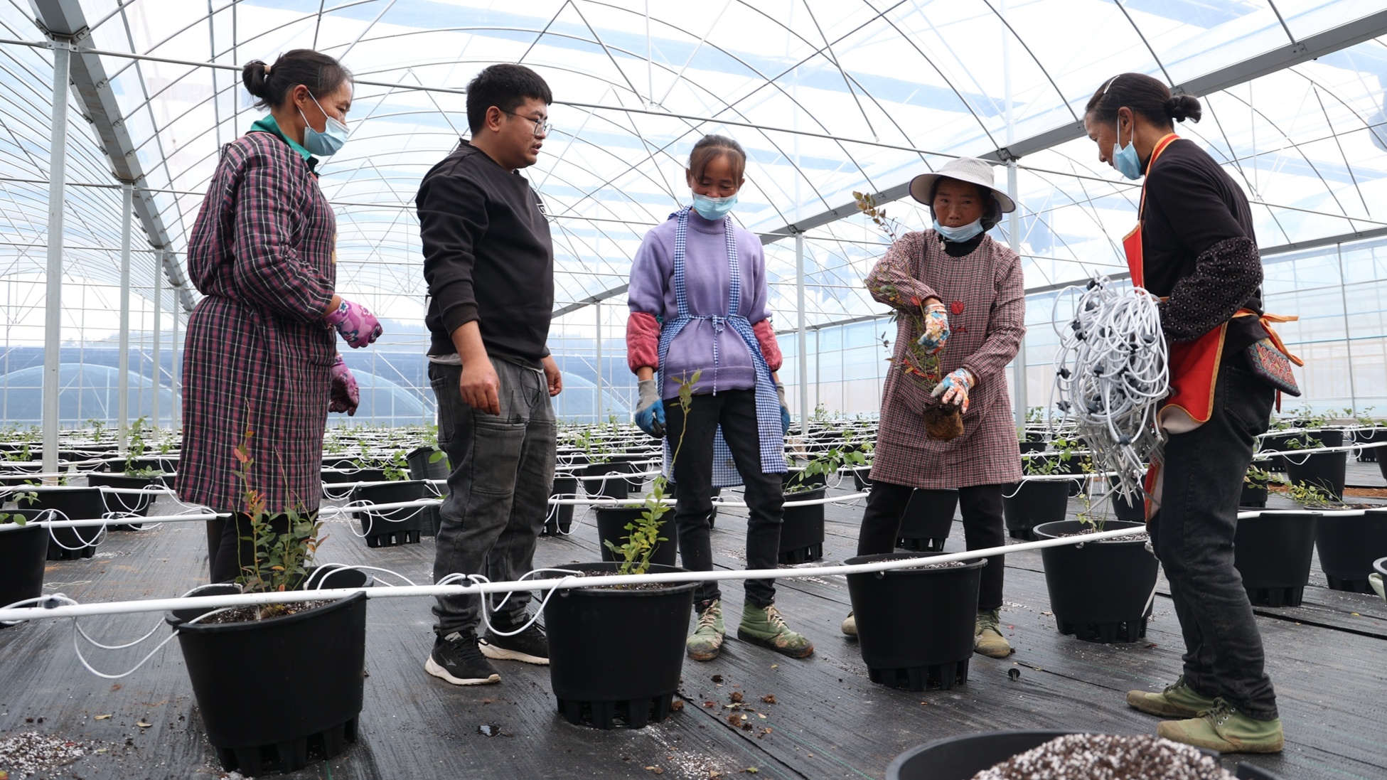 贵州麻江：智慧种植让蓝莓插上科技“翅膀”(图2)