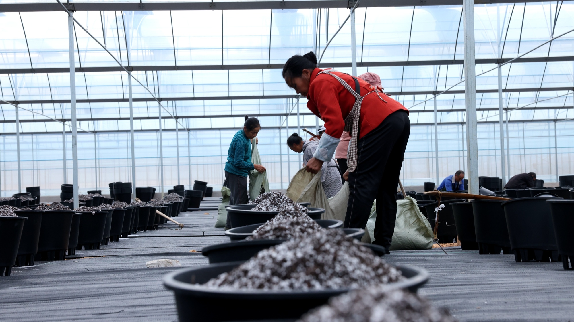 贵州麻江：智慧种植让蓝莓插上科技“翅膀”(图4)