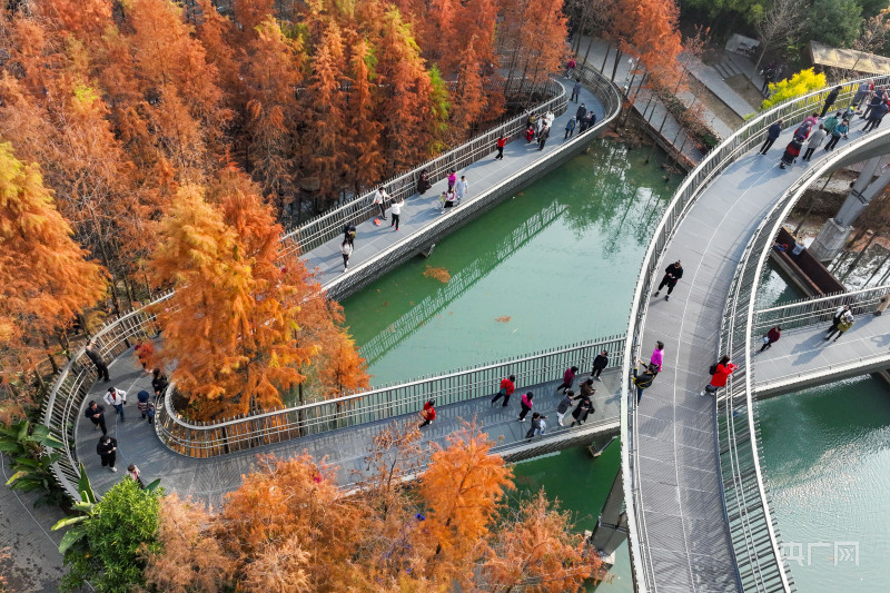 福建福州:冬日"福道 水杉"景色引客来_央广网