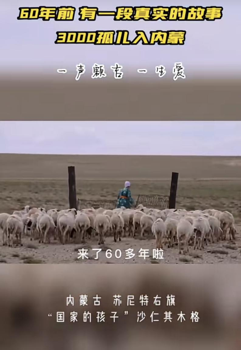 千户牧民增收三成  中国最好的羊肉三分之一通过一家电商走向消费者