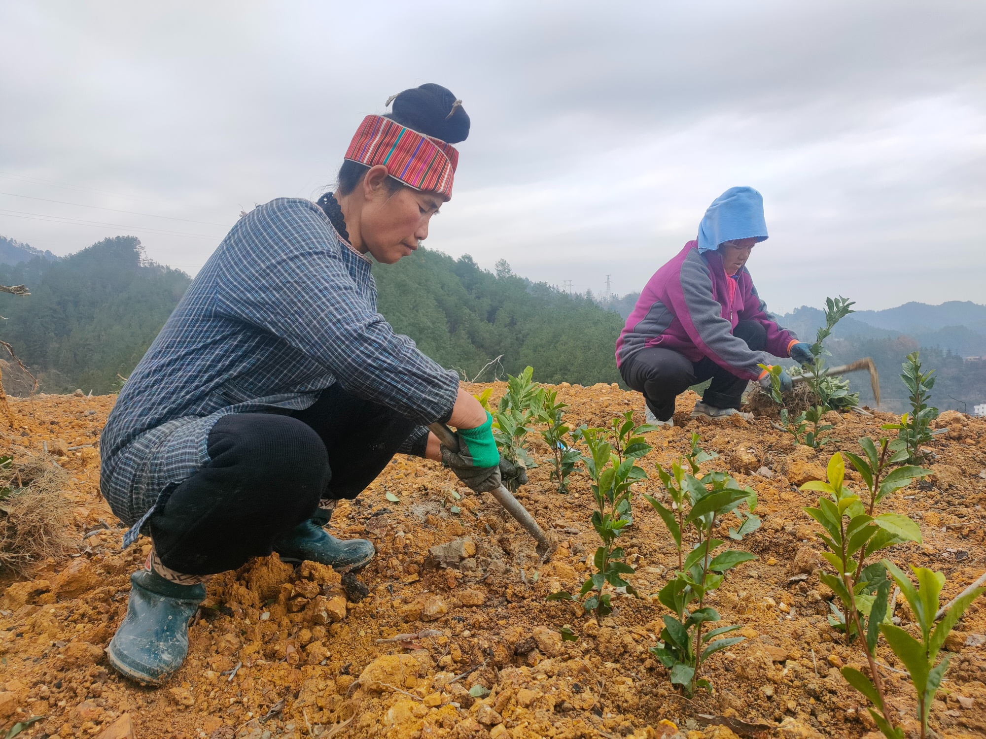 高德娱乐贵州台江：不负好岁月 种茶正当时(图2)