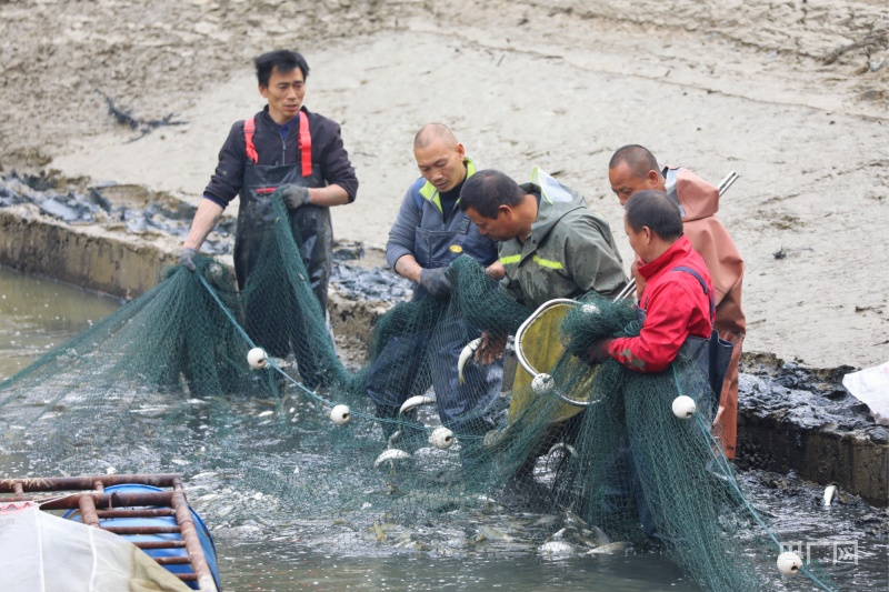 江西上栗：生态养鱼 富了村富了民