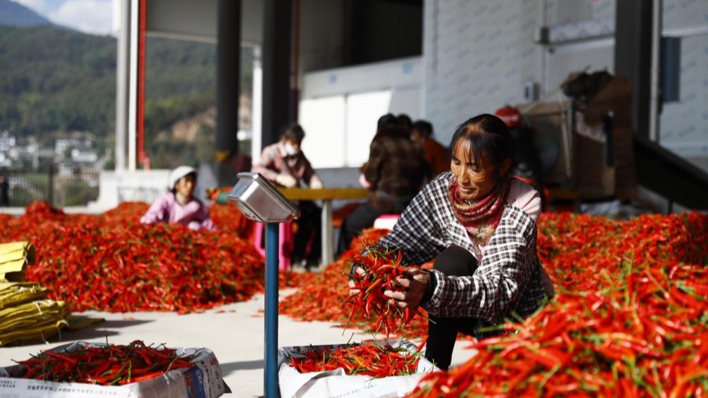 云南：蔬菜产业带动400余万人就业增收