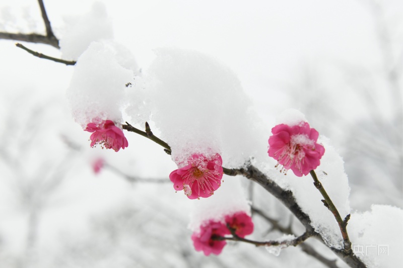 贵州镇远 雪压枝头梅花俏