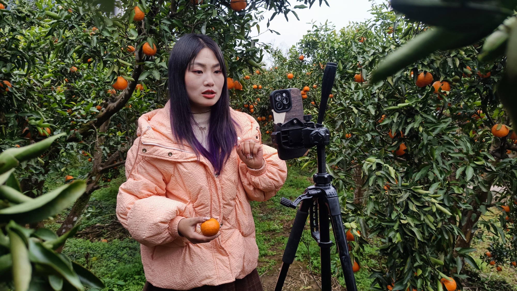 贵州务川：直播售柑橘 果香飘万里