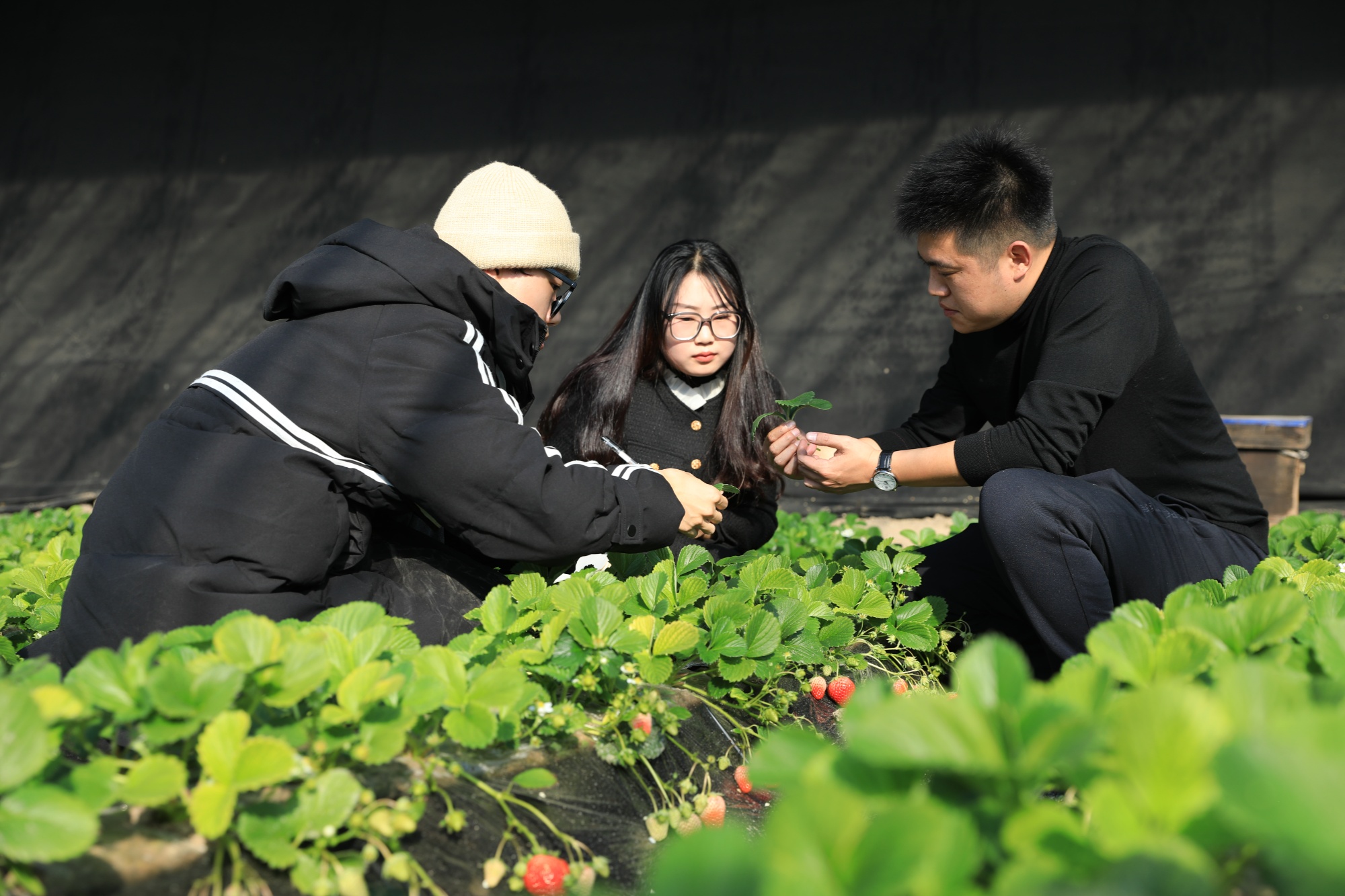 保定市莲池区：草莓采摘助农增收 都市农业焕发活力(图4)