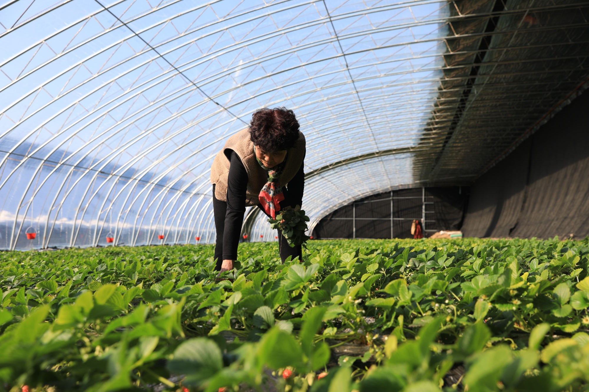 保定市莲池区：草莓采摘助农增收 都市农业焕发活力(图2)