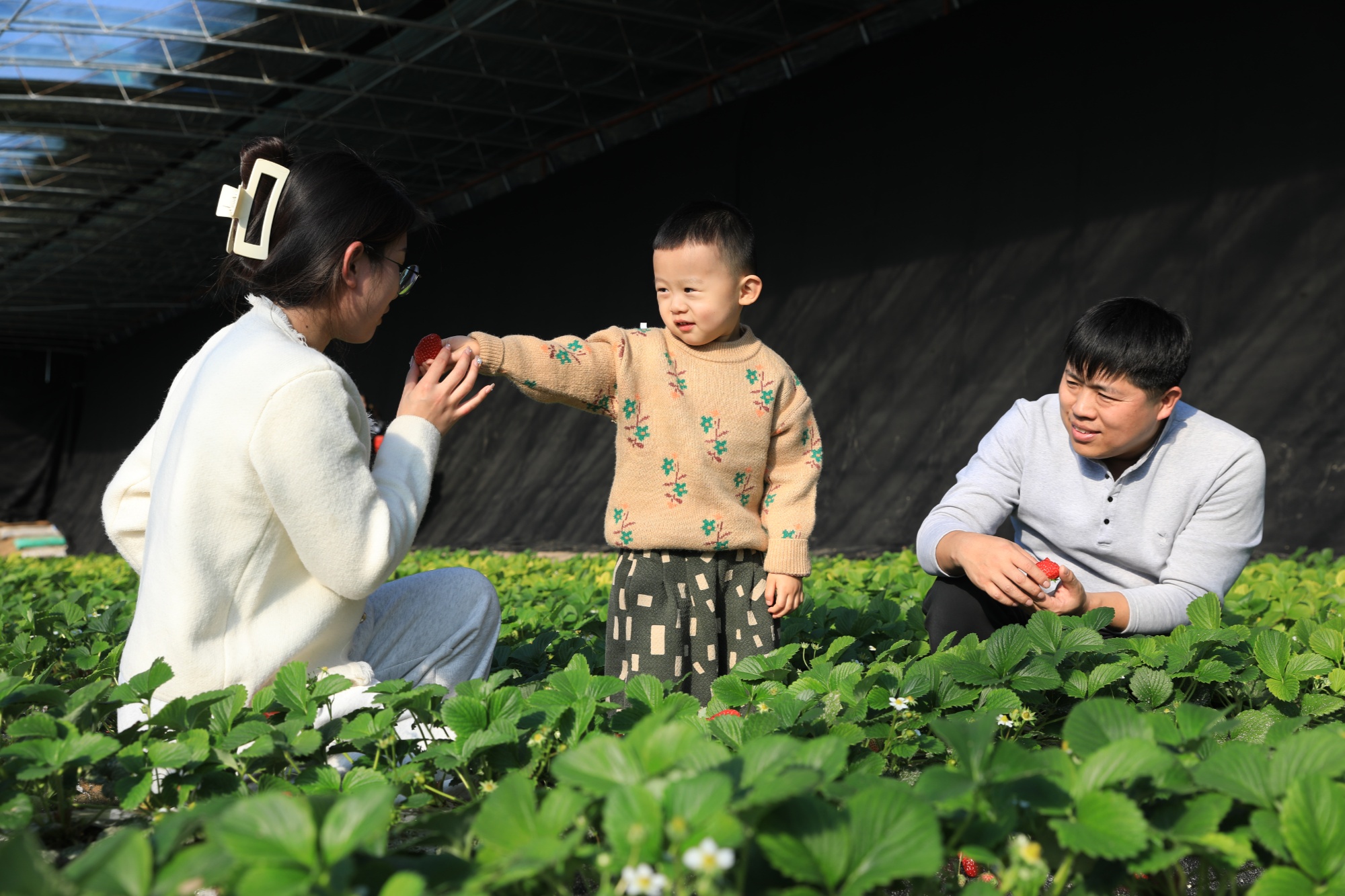 保定市莲池区：草莓采摘助农增收 都市农业焕发活力(图1)