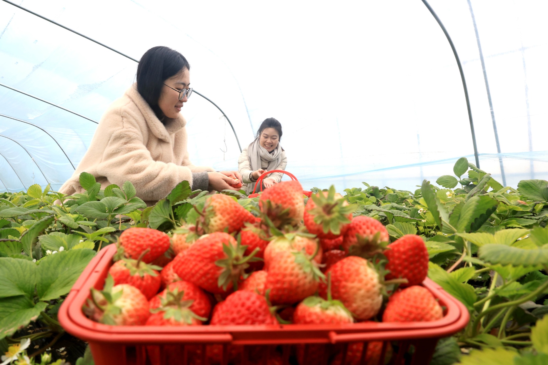 贾汪草莓采摘园图片