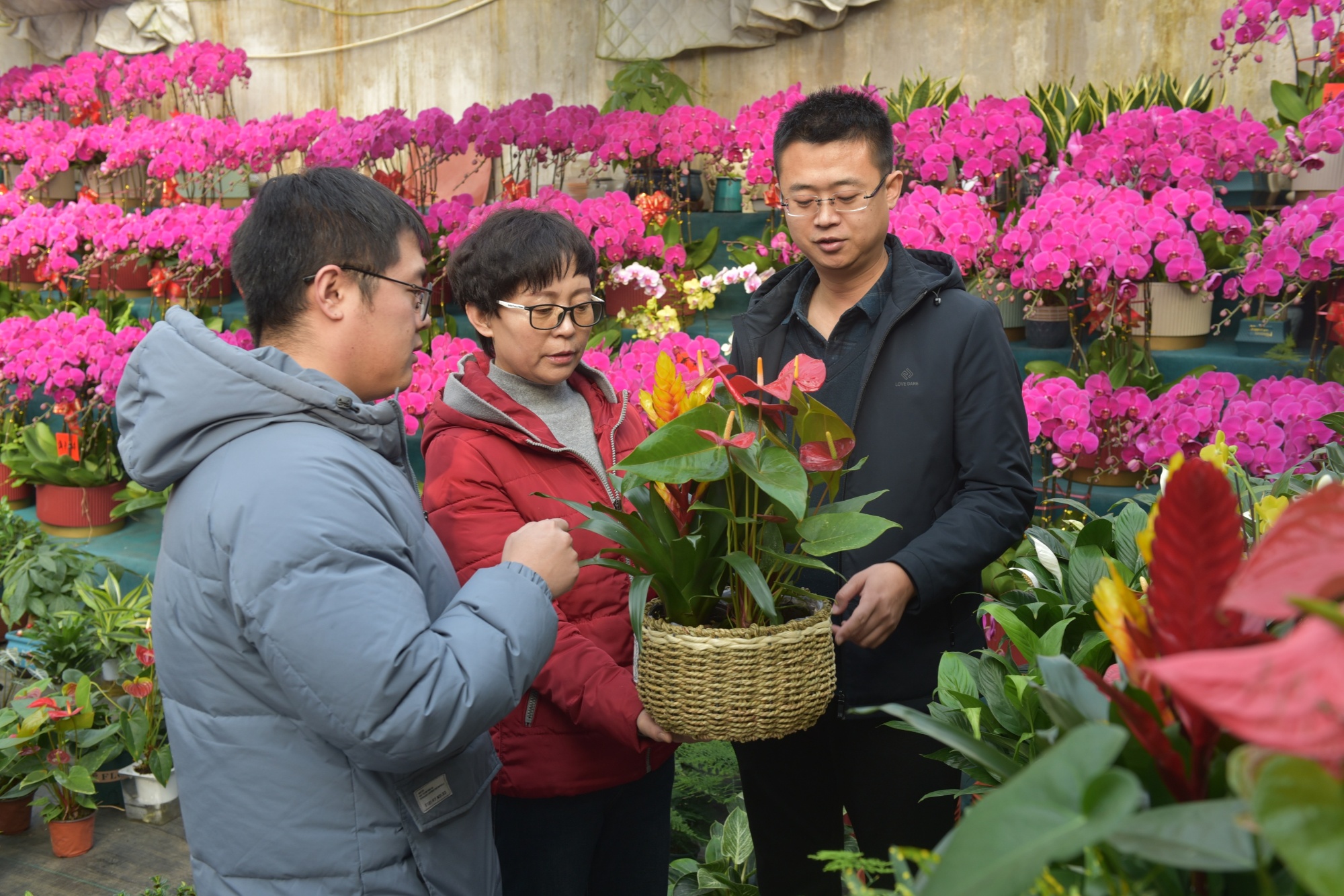 河北景县：五彩花卉迎新春 花卉市场人气旺(图2)