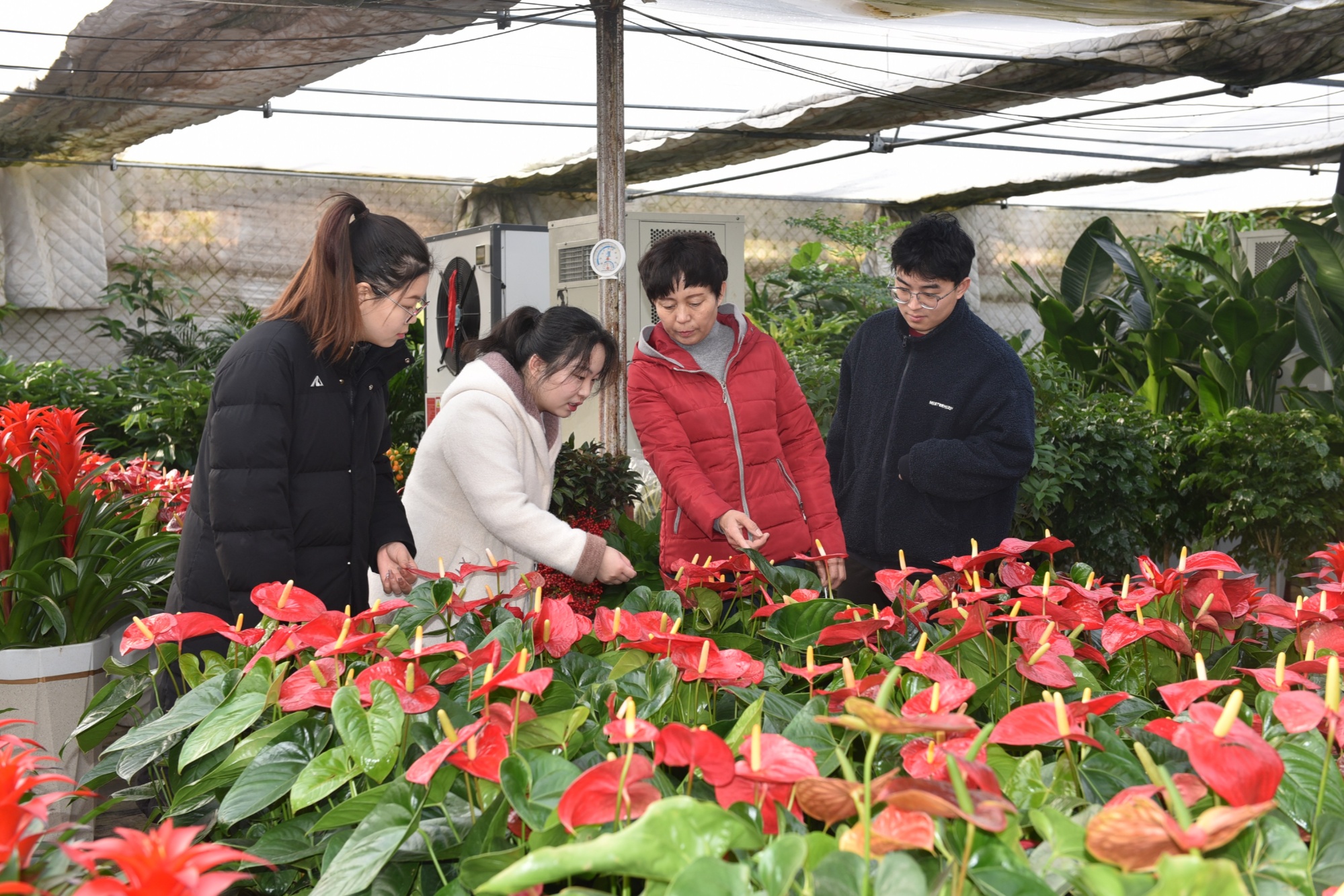 河北景县：五彩花卉迎新春 花卉市场人气旺(图1)