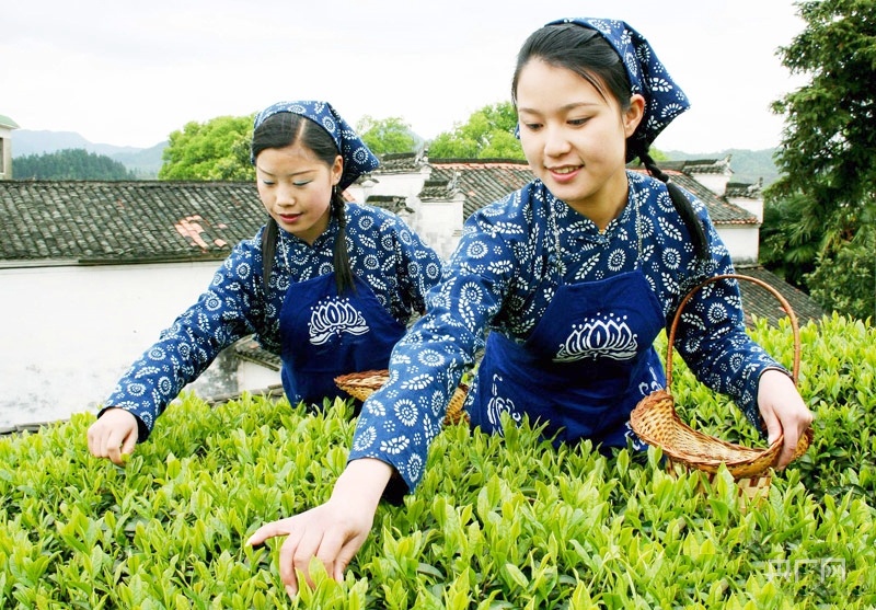 江西创新出口茶叶种植基地备案监管模式