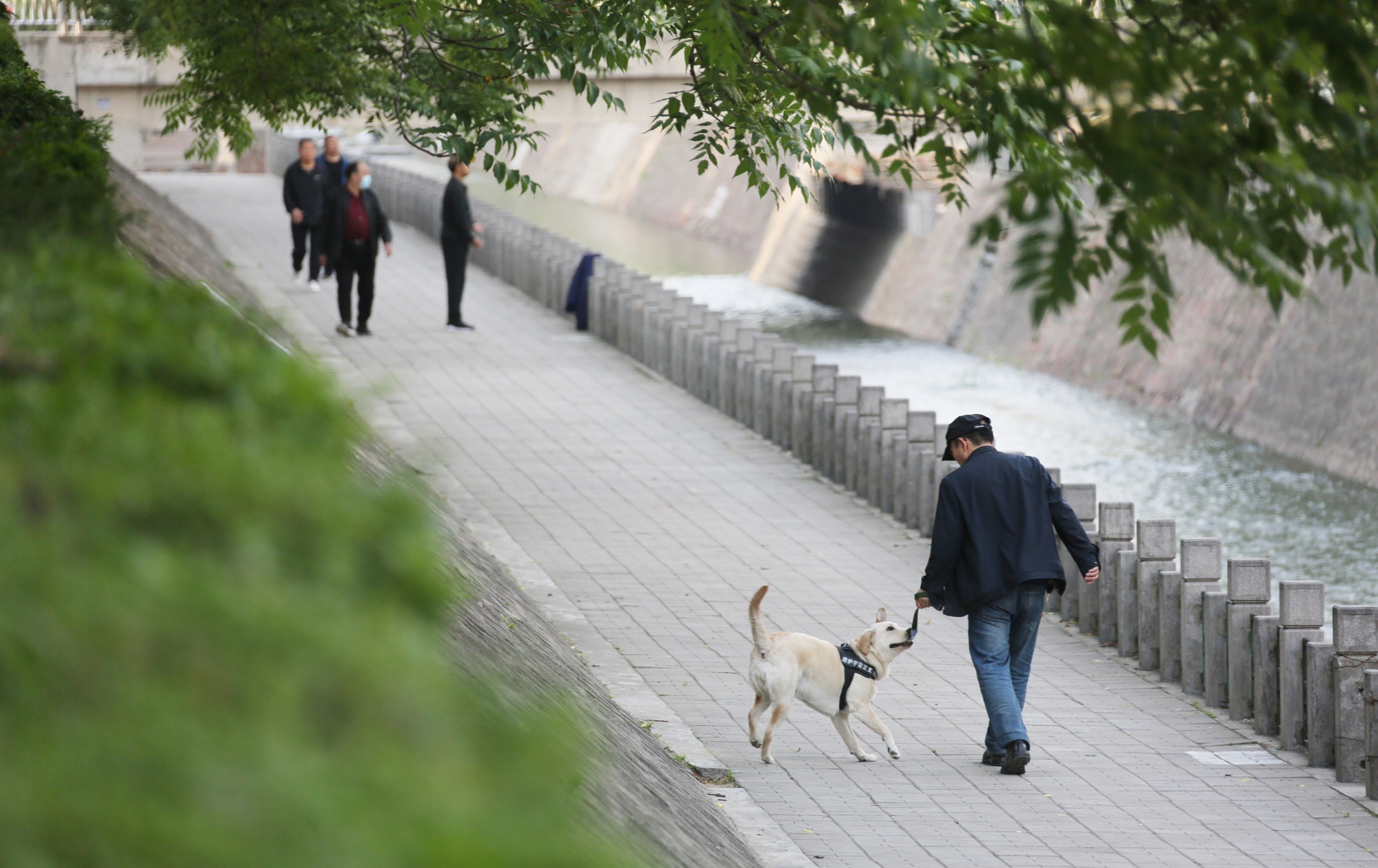 河南郑州长江公园,市民牵绳遛狗依法培养饲养人和管理人文明养犬,依规