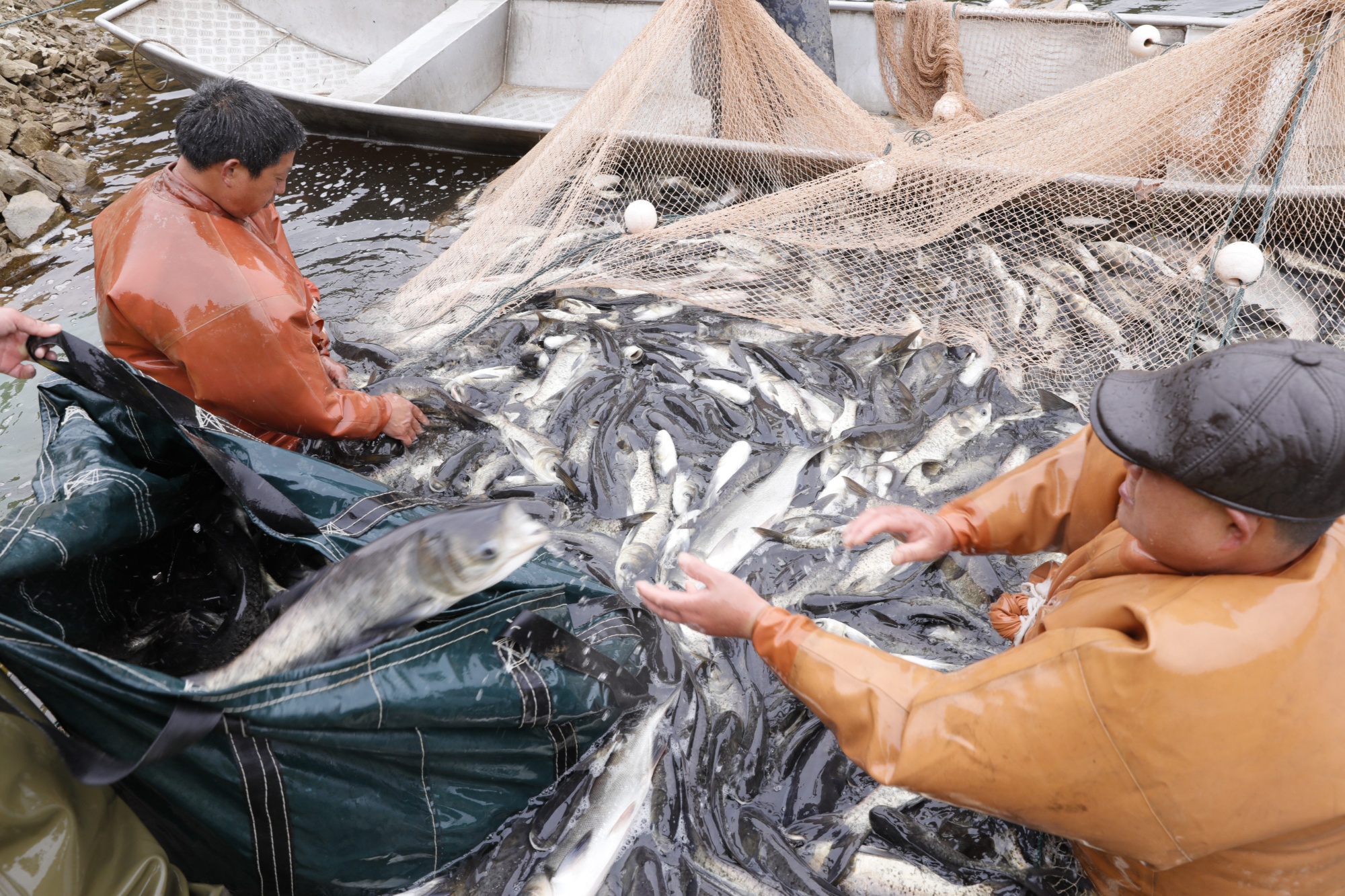 贵州黎平：生态养鱼 拓宽乡村“致富路”