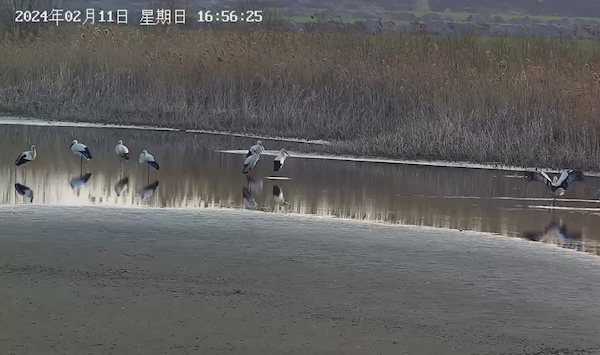 “鸟界国宝”组团到江苏靖江“拜年”