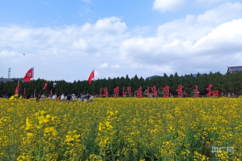 近日,龙岩市才溪镇红色旅游景区内油菜花盛开(央广网记者 罗晓英 摄