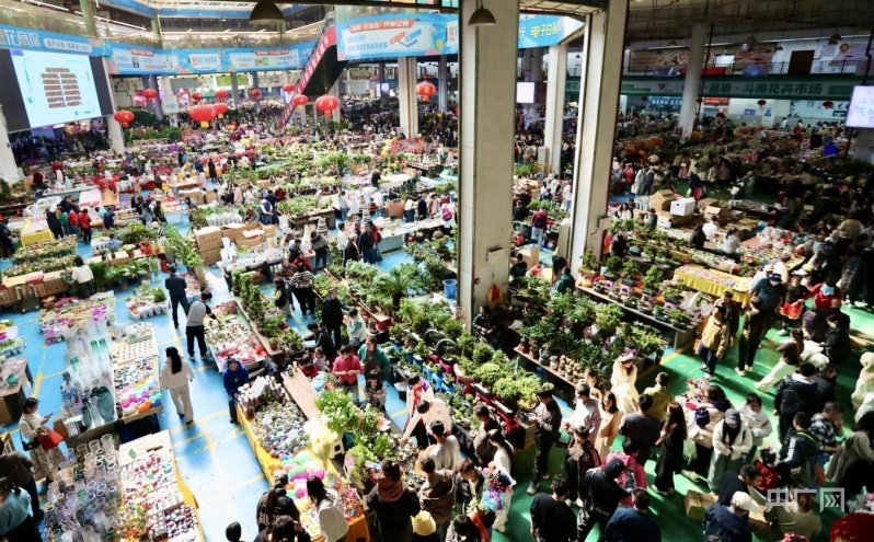 春节期间，斗南花市鲜切花销量超2900万支