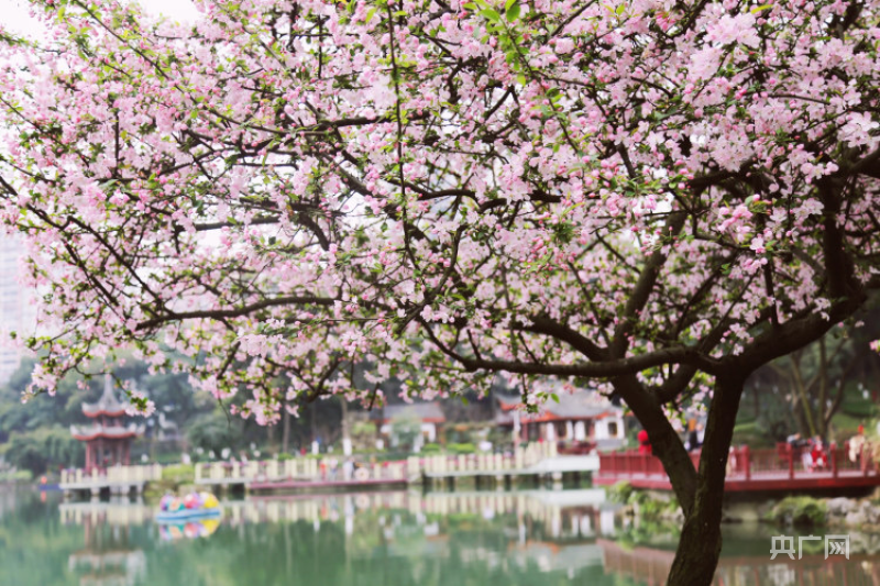 重庆发布“公园里的春天”赏花指南
