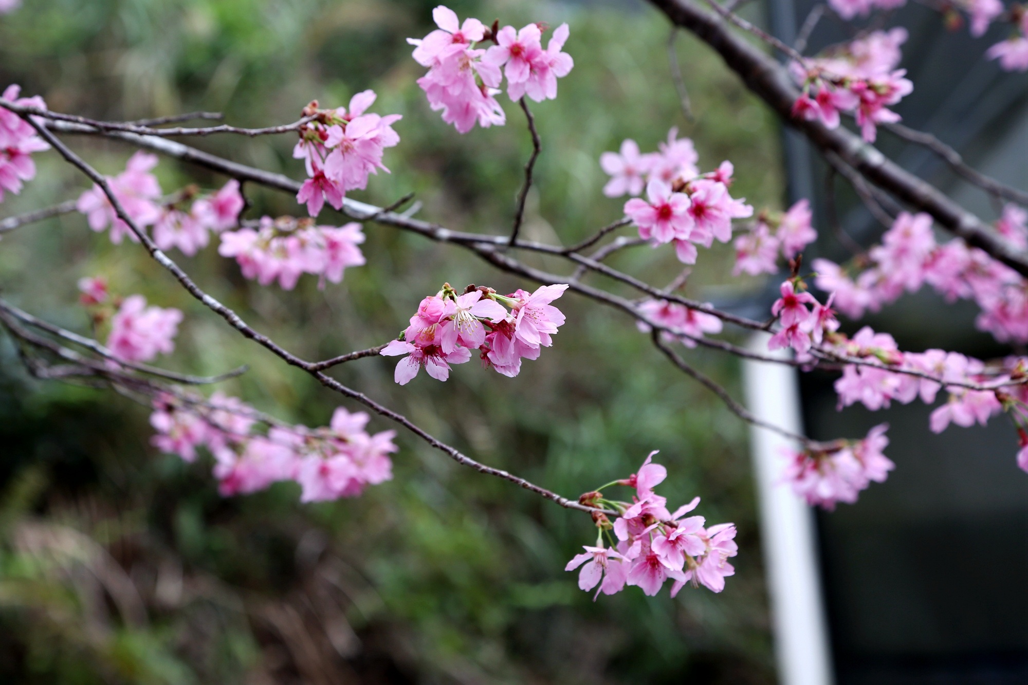 广东茂名深山樱花绽放春日美景如画