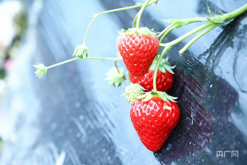 安徽和县：“莓”好时光开启乡村振兴“硕果累累”