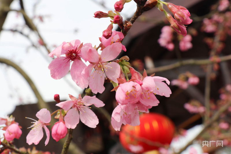 发现春之美｜又到樱花季 满眼皆粉红