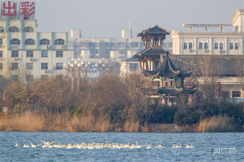 河南睢县水城生态好引得天鹅栖