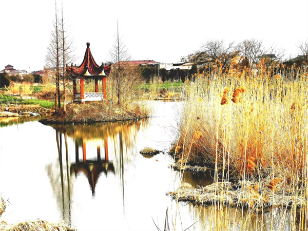 春天里兴化市戴南镇雁伦村乡贤请乡亲看大戏