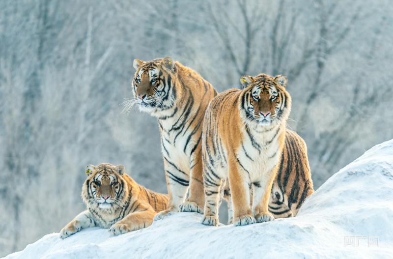 吉林省首部陆生野生动物保护条例实施