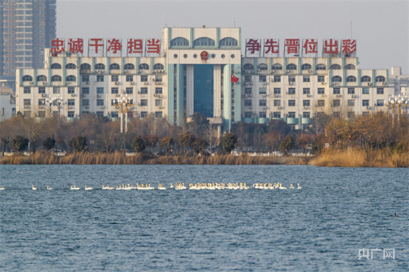 河南睢县水城生态好引得天鹅栖