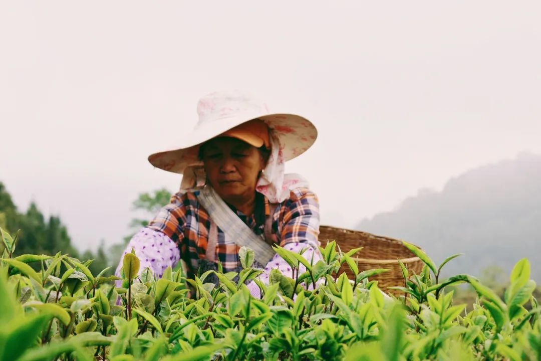 普洱江城：首批春茶开采