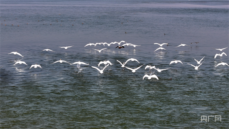 洛阳孟津：200多只小天鹅现身黄河湿地自然保护区