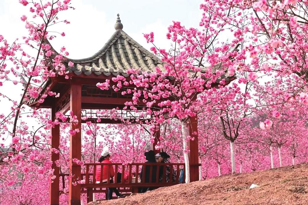 宜良樱花谷风景区介绍图片