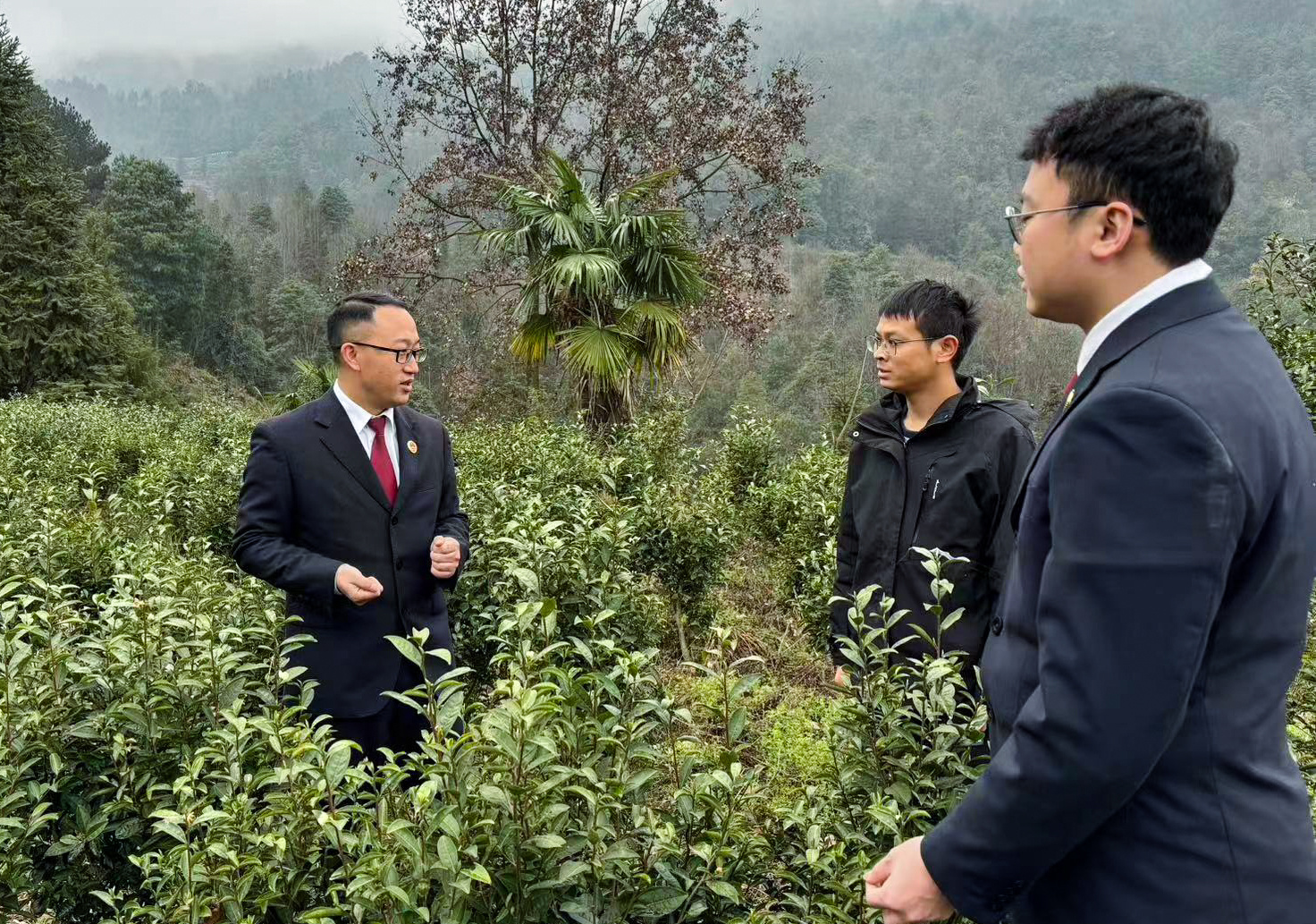 去年以来,为深入推进古茶树公益保护,金沙县检察院党组书记,检察长