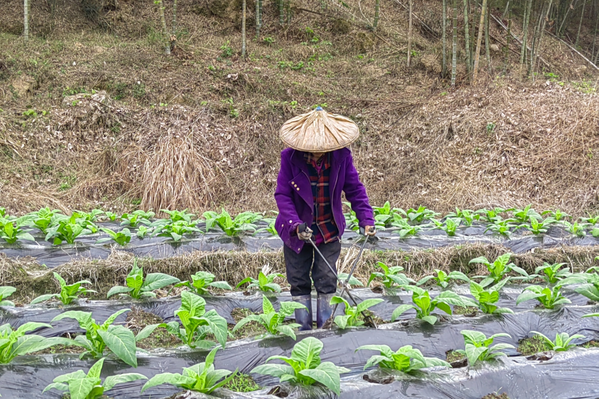 农民正在烟田里忙碌(白沙镇供图)近年来,白沙镇因地制宜,依托独特的