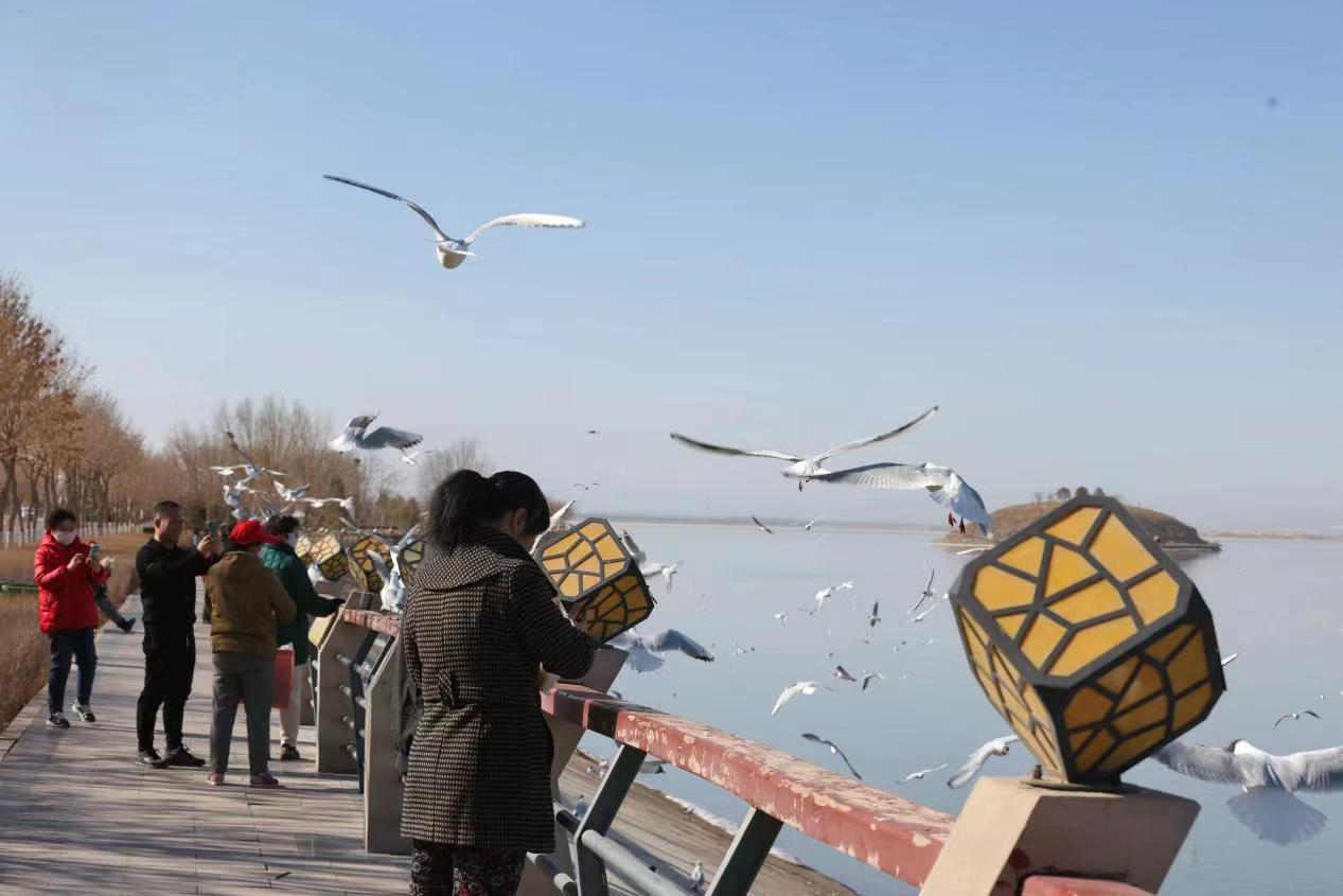 乌海湖迎来大批红嘴鸥