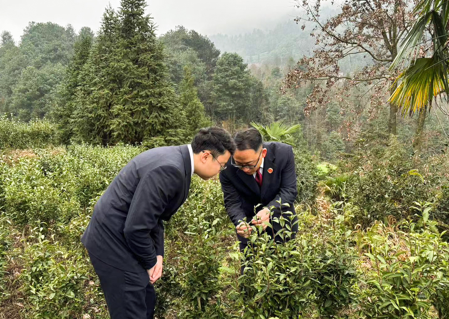 贵州金沙县检察院能动履职守护金沙贡茶品牌文化名片