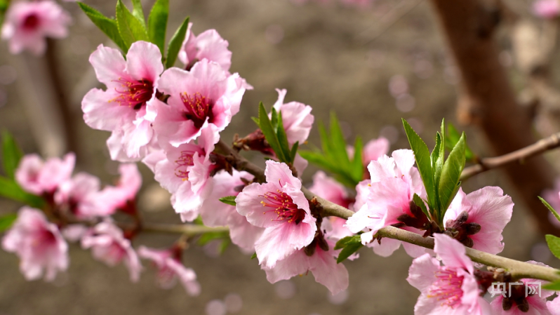 大棚桃花绽芬芳  春色满园惹人爱