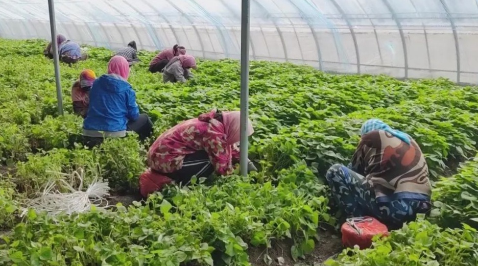 天津：“红瑶之乡”打造亿元椒薯产业集群