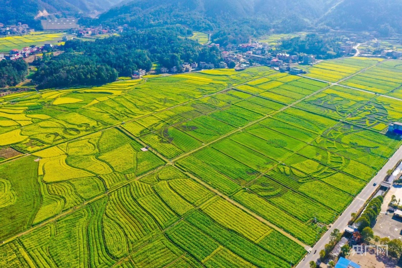 湖南花如海人如潮衡阳县油菜花节又开幕