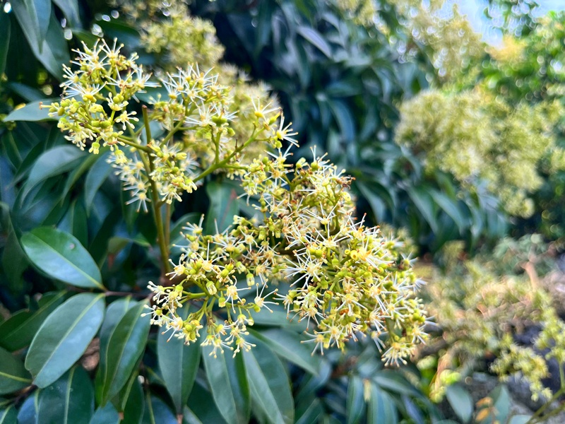 【发现春之美】海口:万亩荔花繁如星 蜂忙花香兆丰年_央广网